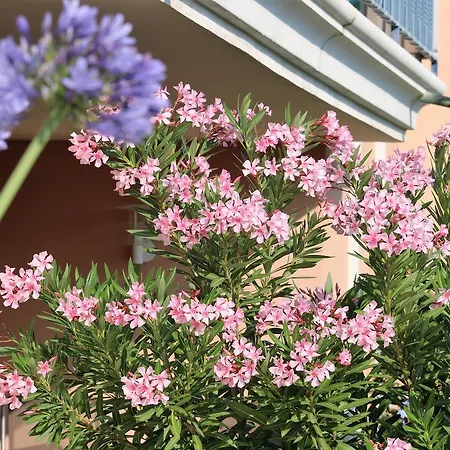 Les Pins Bleus A8 Apartment *